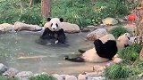 这大熊猫生活的真舒服，天天还可以泡温泉！