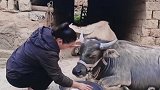 知道小牛每天都要洗脸吗，因为眼睛睁不开很容易生病