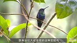 大叔在森林中探险，捉住一只“变脸鸟”，它一分钟能变9张脸！