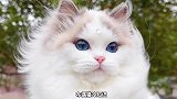 宝石蓝的眼睛，布偶是猫界刘亦菲？