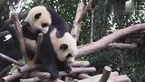 熊猫挠痒越挠越痒，画面既心酸又搞笑，场面笑爆了