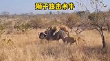 三头狮子攻击落单水牛！水牛用哀嚎声唤来同伴救援，场面十分震撼