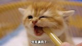 小猫咪的吃相有多可爱