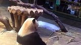 大熊猫：我就吃点东西，怎么这么多人都来看我！