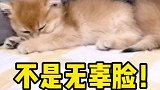 小老三是女生，无辜脸是老猪！