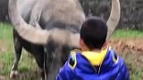 水牛对人是很温顺的