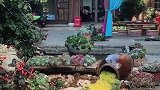 丽江冬天有多美？看过我家庭院就知道。