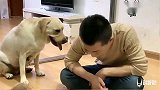 小泰迪拆家，主人用拖鞋教训它们，赛文及时阻止主人，护着小狗