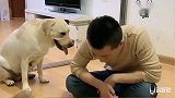 小泰迪拆家，主人用拖鞋教训它们，赛文及时阻止主人，护着小狗