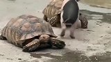 广东网友家的乌龟和小香猪势不两立，这打架方式真是萌翻了！