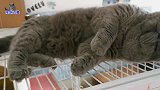 胖公猫主动向主人卖萌，别的猫也跑来争宠，胖公猫的表情变化太快