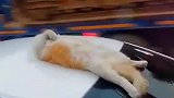 猫咪十分惬意的躺在车顶上