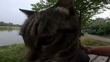 远处跑来一只流浪猫，细看是走失一年的家猫，还认识主人