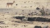 实拍狮子追捕羚羊，吓坏了的羚羊，把自己的腿摔断