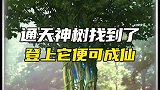 通天神树真的找到了吗？