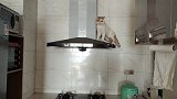 我家两只爱爬高的小猫咪
