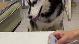 反应之快，让人猝不及防啊