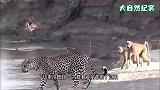 豹子误入猴子领地，猴群气势汹汹围过来，豹子吓得拔腿就跑