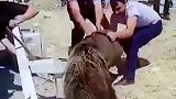 俄罗斯一棕熊头卡铁桶内，一群热心司机合力帮其脱困