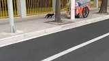 路遇野猫本想带它回家