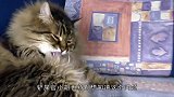 猫喜欢吃生肉还是鱼肉呢，铲屎官亲自测试，结果出乎意料