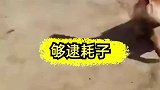 够逮耗子多管闲事，但是关键时刻还要伸出正义之手
