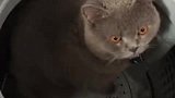 猫：主人快按开关，我在这里洗洗澡！