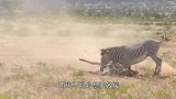 斑马倒地抽搐不起，不速之客到来，接下来的画面没眼看了