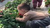 园主不让摘下草莓吃，宝宝放大招了，真是太搞笑了