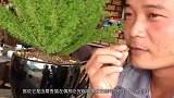 猫屎咖啡的产生有多悲惨麝香猫长期被圈养成自闭猫，看完真心疼