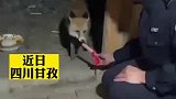 夜间高寒觅食困难，小狐狸上门“蹭饭”