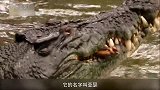 鳄鱼捕猎的真实场景：一口把一只袋鼠撕成碎肉，恐怖如斯！