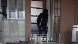 主人扮成小偷闯进来，博美会怎么做？