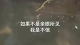 如果不是亲眼所见，打死我也不信有龙！有没有专家解释一下