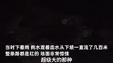 志愿者截获满载数千只猫狗大货车,流出血水染红整条路,有人哭着寻找自家宠物