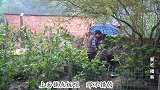 农村大妈做艾草果，让孩子拿点给相亲对象吃，为何儿子不愿意去
