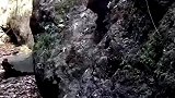 这野猪成精了，都会飞檐走壁了！