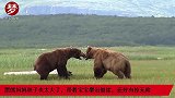 黑熊妈妈胆子也太大了，带着宝宝攀岩悬崖，还好有惊无险