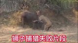 实拍水牛战杀雄狮，打斗过程太震撼了，狮子败战死得很有尊严！