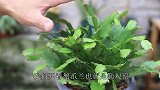 夏季养蟹爪兰，记好做到2项工作，花期到来开花数量多