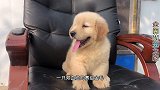 的赛级金毛幼犬，落户成都狗狗起名开心，胖嘟嘟的太可爱了