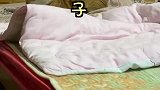 流浪猫更喜欢自由吗
