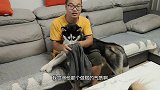 男子带狗狗蹦迪，二哈节奏感太好了，直接把氛围推向高潮