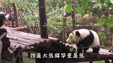 我打人不看它是几级保护动物，反正都没有我高级，揍就完事了