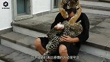 母牛刚被拉进屠宰场，突然就双腿跪地流眼泪，肚子剖开后众人傻眼