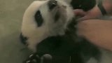 熊猫宝宝：不要碰我，本宝宝很凶的，小心我盘你