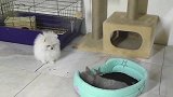 狗狗费半天劲抢的猫窝，结果被猫咪一招夺回，谁是王者一看便知