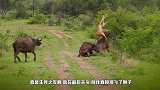 狮子锁住牛羚的脖子，牛羚想要逃生，用洪荒之力将狮子顶起来了