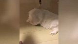 一根黄瓜，吓炸无数喵星人