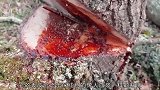 树居然会流血，不知道你们见没见过，看起来很神奇